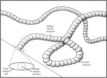 FossilReconstruction