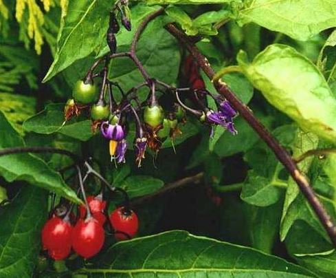 nightshade1
